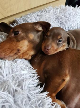 Image 4 of READY TO GO. Miniature dachshund chocolate and tan
