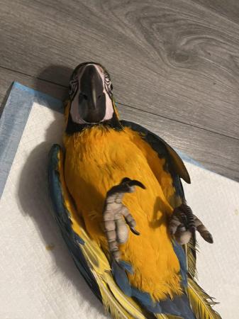 Image 4 of Super Tame Baby Blue & Gold Macaws