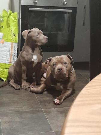 Image 1 of Female standard bully pup