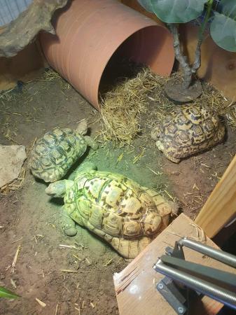 Image 4 of 3 leopard tortoise, 18yrs old and 8yrs old. Read description