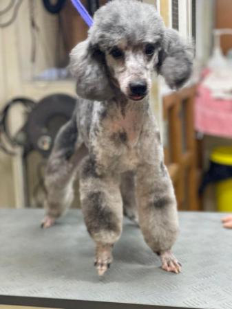 Image 2 of Beautiful Blue Merle miniature Poodle Stud dog