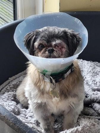 Image 5 of PIXIE IS A VERY SWEET STEADY 5YR OLD SHIH TZU GIRL