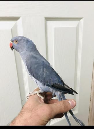 Image 3 of Beautiful baby grey Ringneck Talking parrot