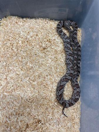 Image 2 of Corn snakes and setups available- various morphs and age