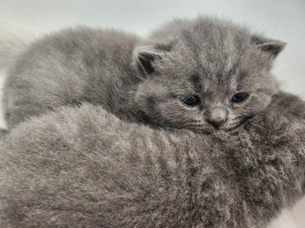 Image 4 of Pure British Short Hair Kittens