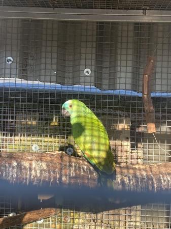 Image 5 of Amazon Parrot for sale outside bird