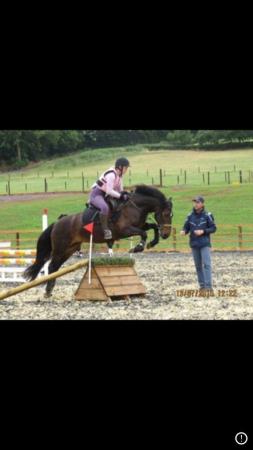 Image 1 of 14 2hh Welsh pony for part loan