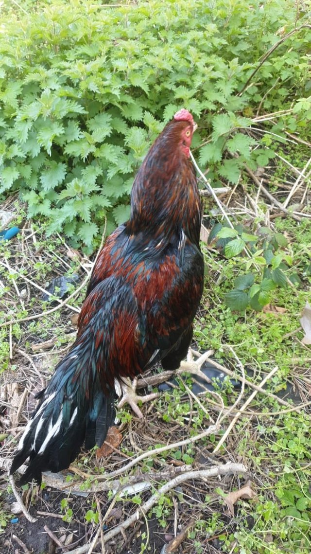 Preview of the first image of Aseel cockerel for sale west midlands.