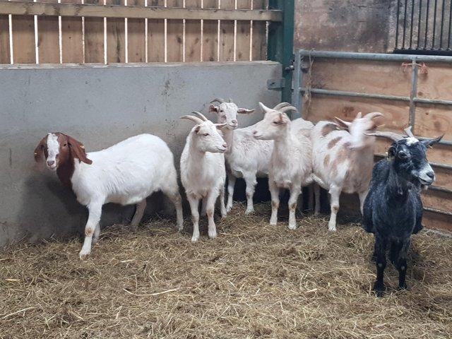 Preview of the first image of Selection of nanny goats.