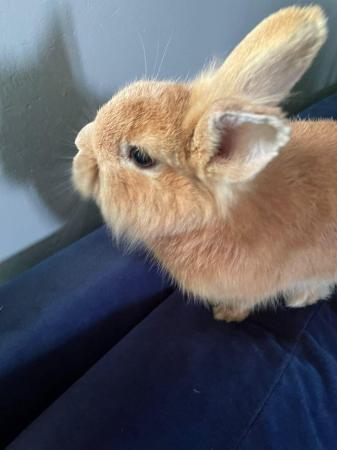 Image 2 of 9 month old male rabbit