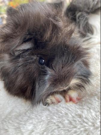 Image 19 of Beautiful long haired very friendlybaby boy guinea pigs