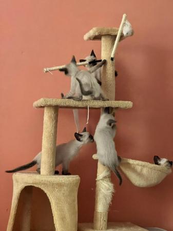 Image 20 of Adorable Siamese kittens for sale 4 Boys 2 Girls