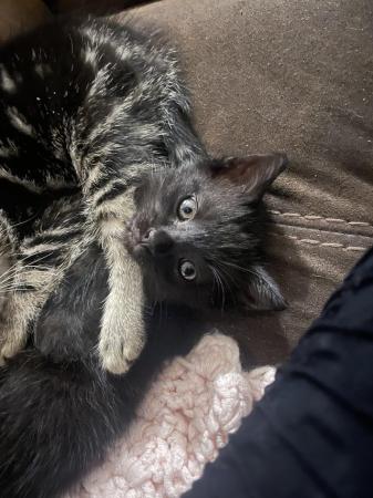 Image 8 of 11 week old black kittens. MUST take both.