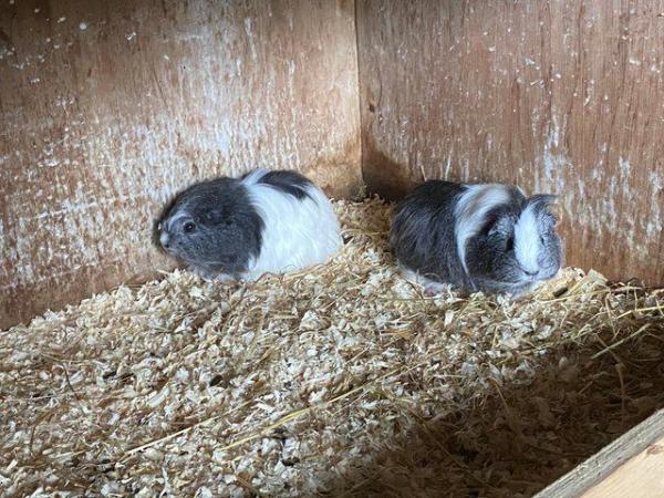 Image 2 of Guinea pigs ready for there new homes