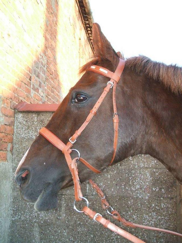 Preview of the first image of Bitless Bridle & crossover & Reins Brown leather EXTRA FULL.