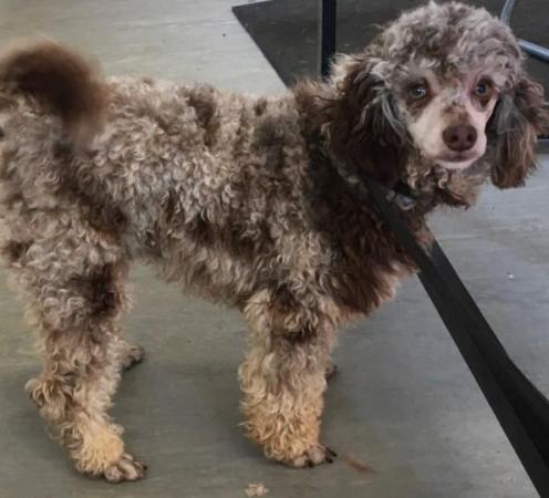 Image 3 of Toy Poodle at stud Chocolate Merle carrying Phantom