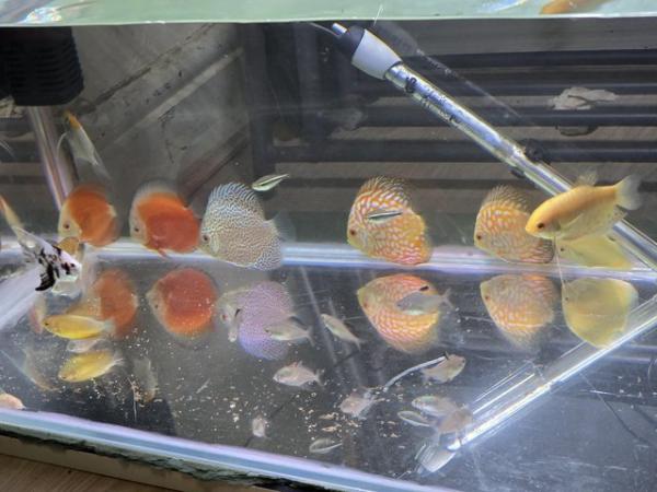 Image 1 of Discus and more fishes and fish tanks