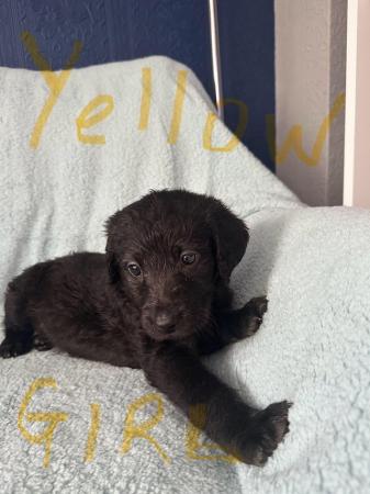 Image 7 of Labradoodle F1B puppies REDUCED 3 LEFT