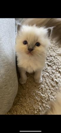 Image 10 of Last one! Pure Ragdoll kittens available now