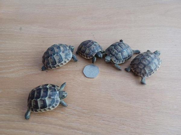 Image 2 of Tortoise licenced spurthigh  babies available now
