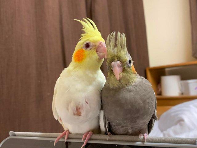 Preview of the first image of Hand Reared Gorgeous Cockatiel SOLD.