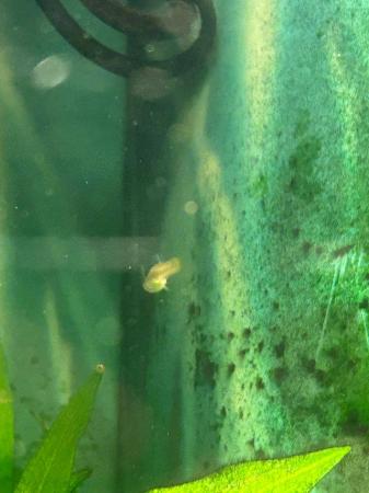 Image 2 of Guppy juveniles for sale very healthy