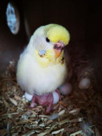 Image 4 of Baby hand tamed budgies for sale