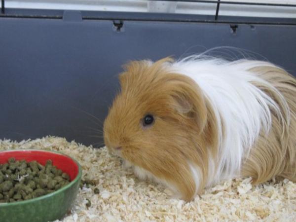 Image 2 of 2 male long haired guinea pigs looking for a new home