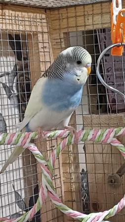 Image 5 of 1 young MALE budgie for sale