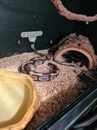 Image 7 of Royal python with 3ft viv and accessories