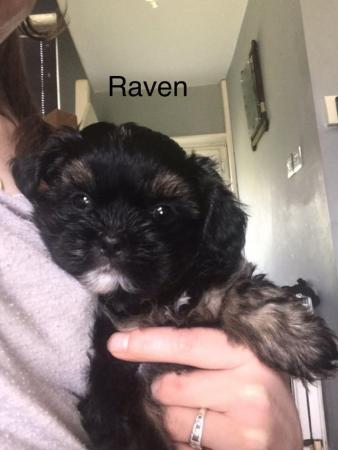 Image 9 of 2 beautiful male shih tzu left £500 ready now 9 week old