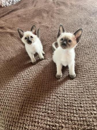Image 19 of Siamese kittens,ready now only 3 boys left