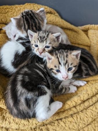 Image 6 of 4 beautiful kitten's for sale