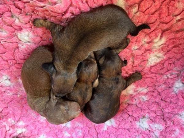 Image 8 of Dachshunds - Miniature Long Haired