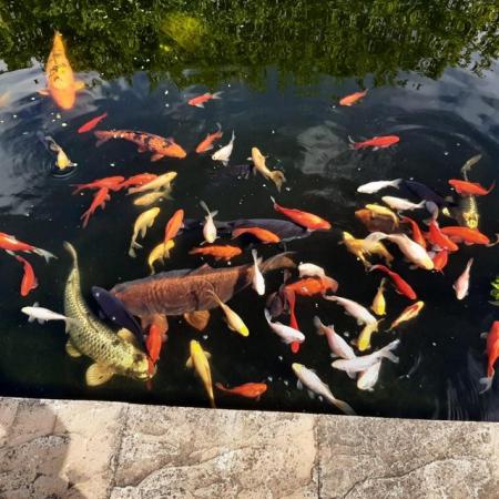 Image 10 of Koi and goldfish for sale