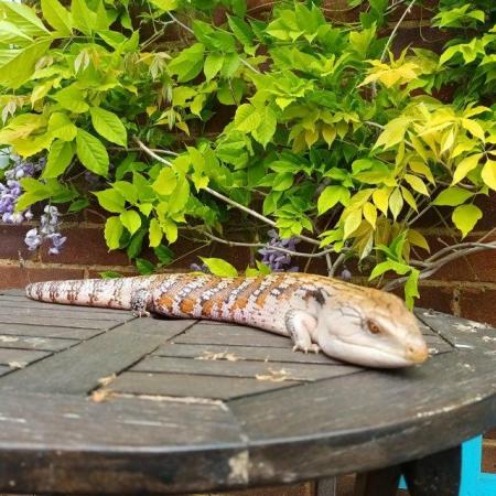 Image 5 of 0.1 Northern blue tongue skink