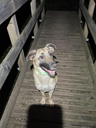 Image 2 of 18 month old GSD x Mali needs experienced home