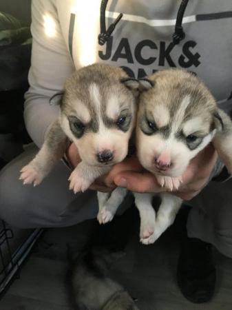 Image 9 of Gorgeous Siberian husky puppies for sale!