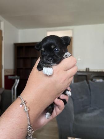 Image 7 of Chihuahua x puppies from KC parents