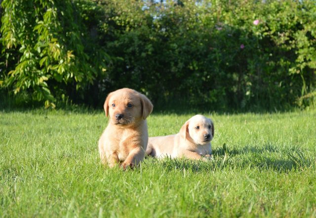 Image 4 of 6 health checkedfox red and yellowLabrador puppies