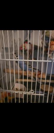 Image 4 of SOLD - Budgies roughly 4 or 5 months old for sale