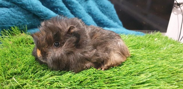 Image 7 of 3 lovely Male (Boars) Guinea Pigs for Sale