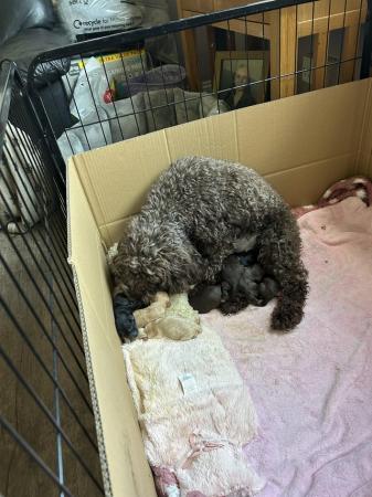 Image 3 of Cockapoo puppies for loving homes