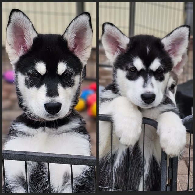 Preview of the first image of ALASKAN MALAMUTE PUPPIES FOR SALE.
