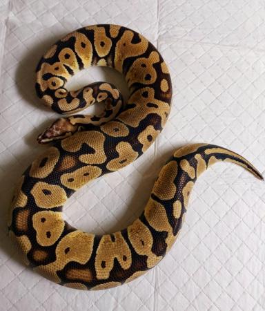 Image 3 of Female royal python's for sale