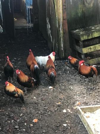 Image 1 of Mixed roosters and leghorn rooster for sale