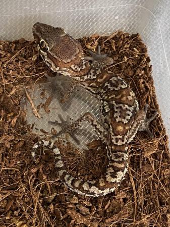 Image 2 of Baby Pictus Geckos for sale