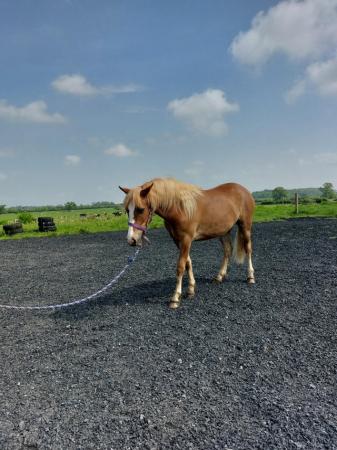 Image 3 of 2 yr old New forest mare