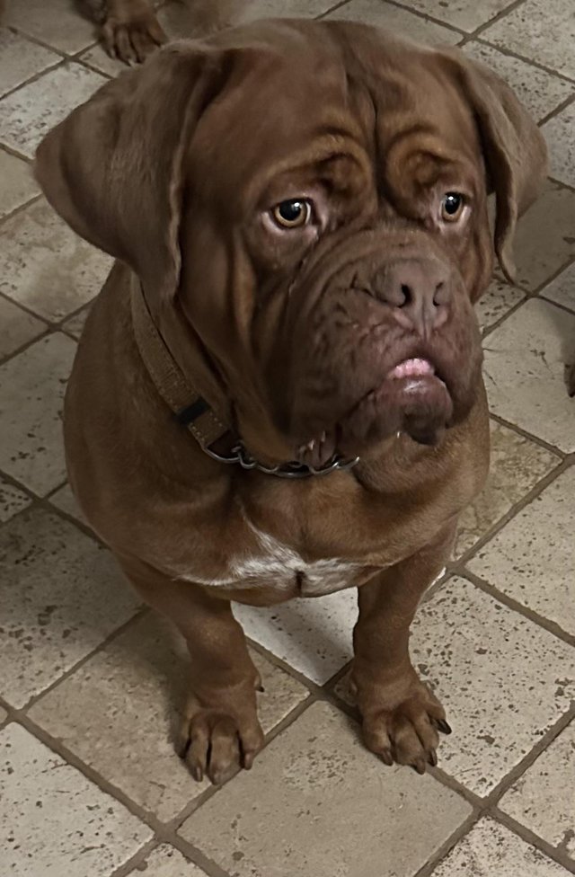 Preview of the first image of 2 year old dogue de Bordeaux.