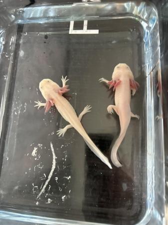 Image 4 of 2 axolotl‘s about 4 months old